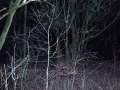 dunkles_land_Fahrt_Waldstücke_03