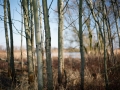 granica_Grenze_Wald